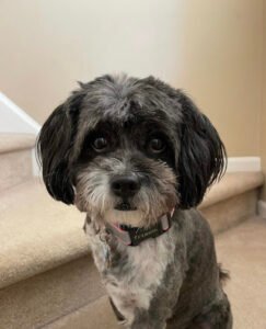Camp Becca Dog Walking and Pet Sitting