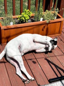 No Place Like Home Pet Sitting & Dog Walking
