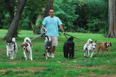 Born 2 Wag Dog Walking Services