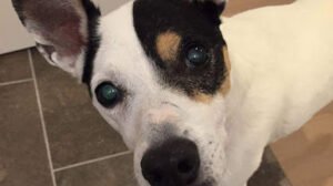 Pleasinpaws