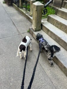 Pets Friend Pet Sitting