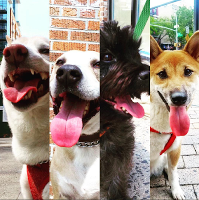 Gimme Paw Dog Walking LLC