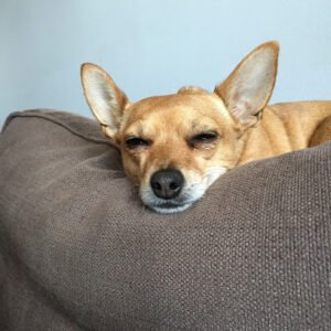 LB Pet Service
