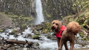 Wild Pup Adventures