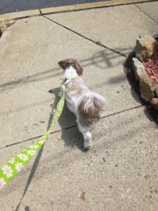 Kassi’s dog walking services