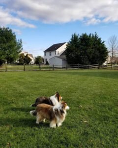 Jogs with Dogs Pet Sitting Services