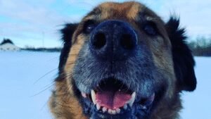Golden Leash Pet Care LLC
