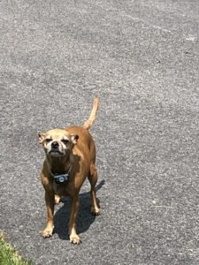Suzie’s Pet Services LLC