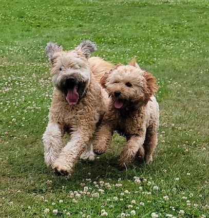 Canine Cardio Company of Rhode Island LLC