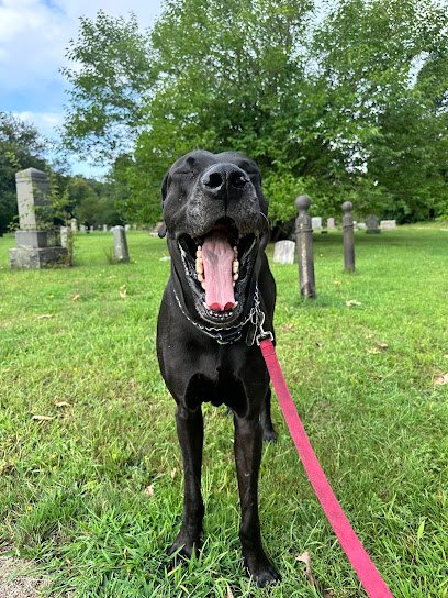 Junebug’s Walks & Care LLC