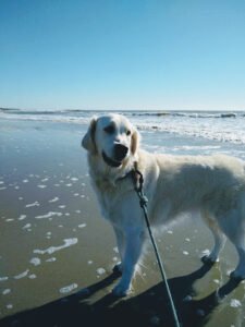 Dogstar Dog Running & Pet Care