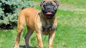 Old Red English Bulldogs Kennel Inc