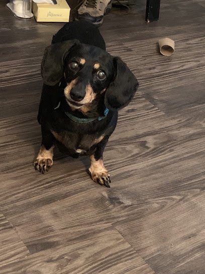 Get Along Little Doggies