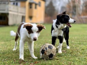 Vermont Critter Sitters