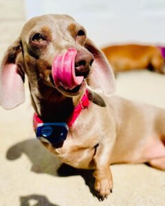Animlz Dog Walking & Pet Sitting