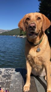 Kali’s K9s – Seattle Dog Boarding & Outings