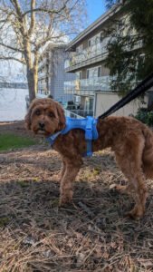 Trails And Tails Dog Walking