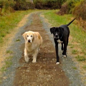 Grateful Dog