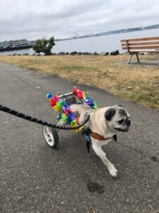 Comfy Critter LLC