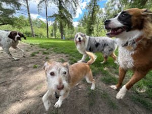 Seattle4Dogs