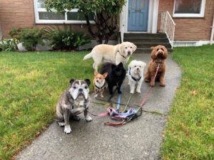 Haven’s Hounds, LLC