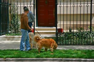Belltown Dog Walker