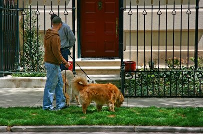 Belltown Dog Walker
