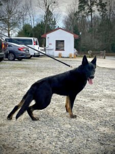 Gypsy Canine Solutions county road 207 collinsville, Al