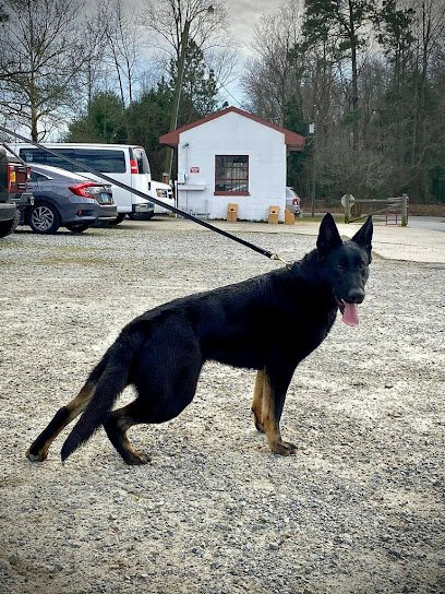 Gypsy Canine Solutions county road 207 collinsville, Al