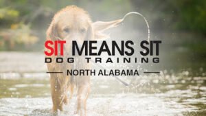 Sit Means Sit Dog Training North Alabama