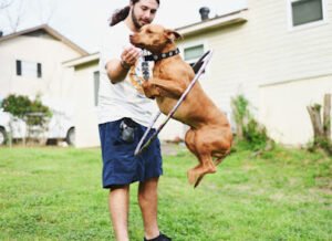 No Worries Dog Training