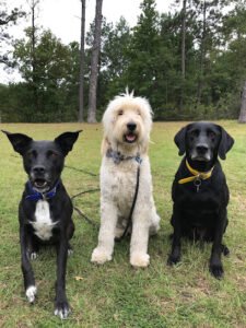 Holly Peacock’s Dog Training