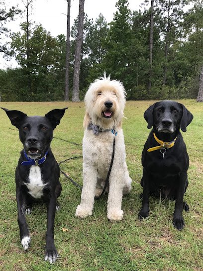 Holly Peacock’s Dog Training