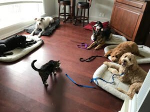 The Barking Zone