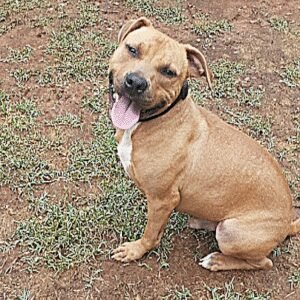 Off the Chain & OTC Pet-homing Corp.