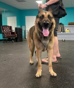 Balanced K9 Academy