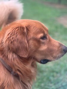 Paws Awhile Canine Camp