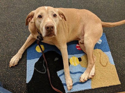 Huntsville Obedience Training Club