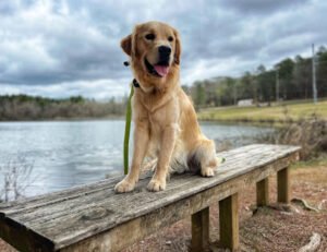 Birmingham Dog Trainers, Off Leash K9 Training