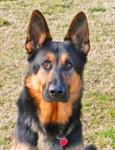 Capitol K-9