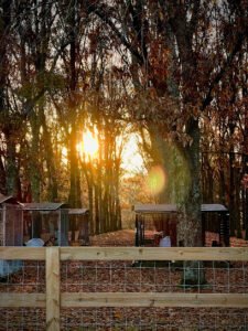 Maringo Creek Farm Dog Training & Boarding