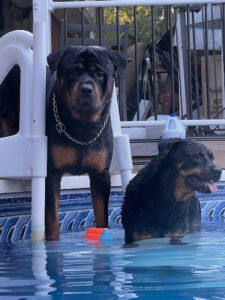 Southern K-9 Training Solutions