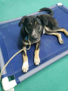 South Paw Obedience Training