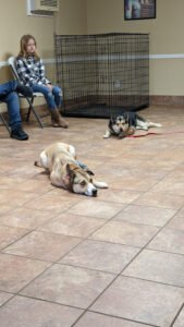 Bethel Kennels