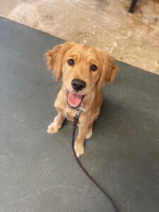 Good Dog Training & Kennels