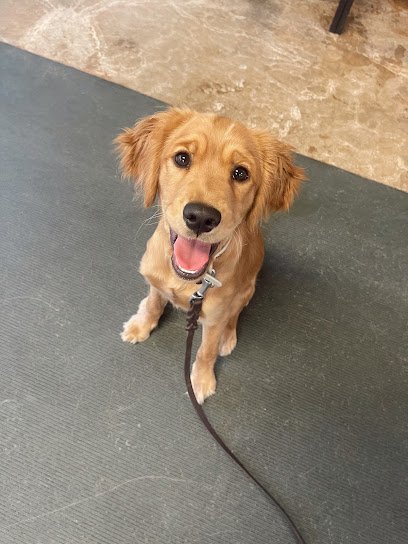 Good Dog Training & Kennels