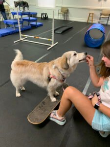 Kind Hearts Dog Training Center