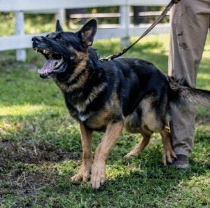 Fierce K9 LLC