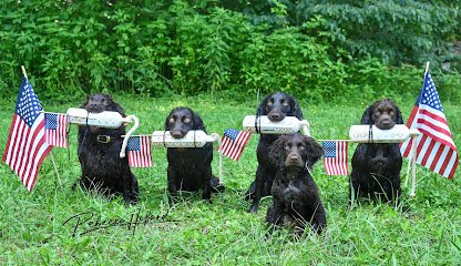 Tomahawk Kennels