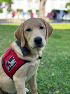 Service Dogs Alabama